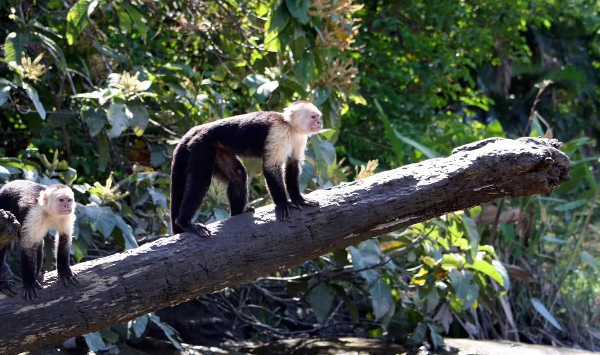Monkey tour mangrove boat Costa Rica