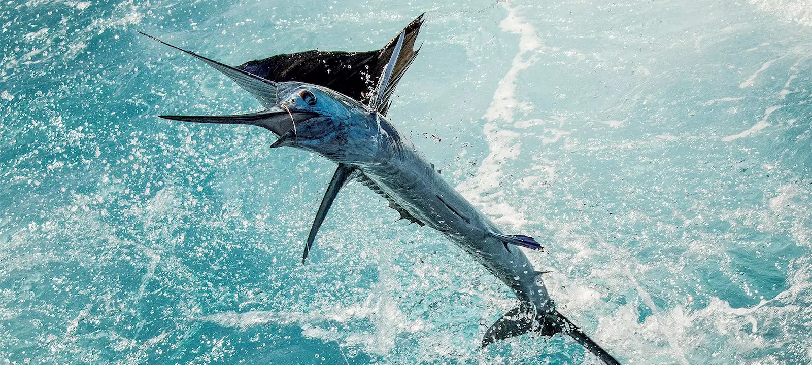 Sport fishing charter Central Pacific Costa Rica
